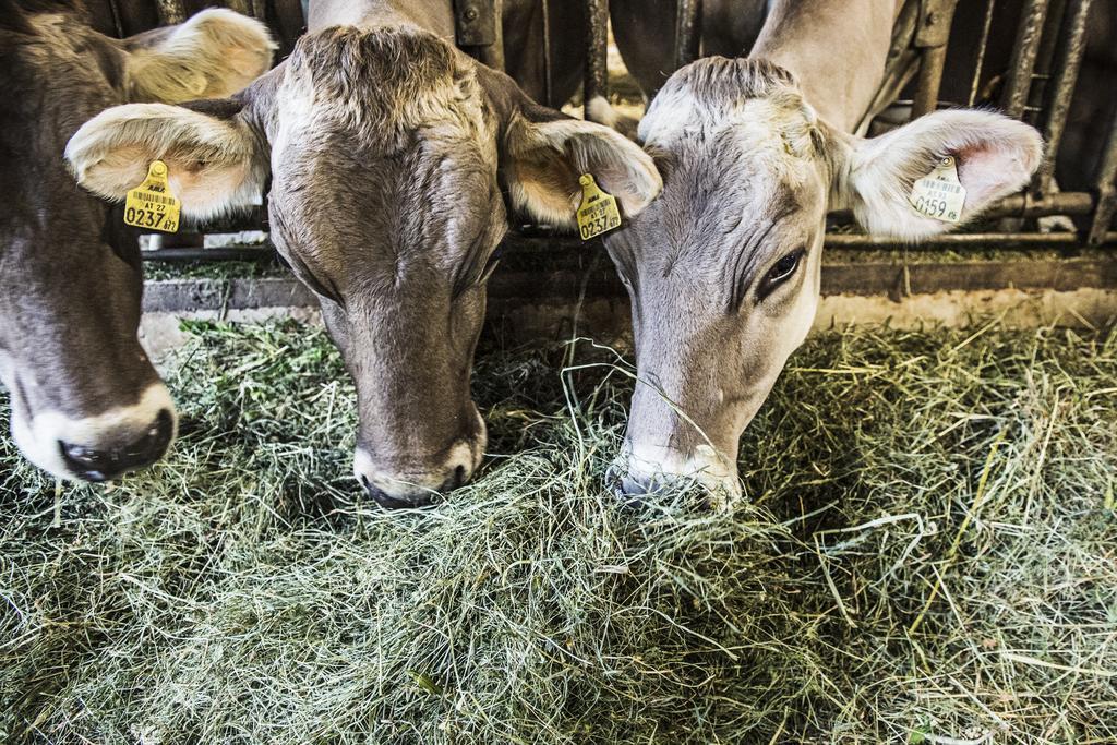 S'Landhaus Neustift im Stubaital Zewnętrze zdjęcie
